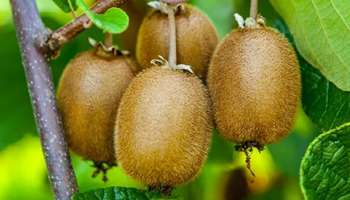 ಈ ಹಣ್ಣನ್ನು ಖಾಲಿ ಹೊಟ್ಟೆಗೆ ಒಂದು ಪೀಸ್‌ ತಿನ್ನಿ.. ಸಕ್ಕರೆ ಮಟ್ಟ ಕಂಪ್ಲೀಟ್‌ ಕಂಟ್ರೋಲ್‌ ಆಗುವುದು!  ಒಂದೇ ವಾರದಲ್ಲಿ ಕರಗುತ್ತೆ ನಿಮ್ಮ ಡೊಳ್ಳು ಹೊಟ್ಟೆ