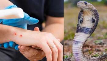 ಹಾವಿನ ವಿಷಕ್ಕೆ ಈ ತರಕಾರಿಯೇ ದಿವ್ಯೌಷಧಿ: ಅರೆದು ಹಚ್ಚಿದ 5 ನಿಮಿಷದಲ್ಲಿ ದೇಹದಿಂದ ಸಂಪೂರ್ಣವಾಗಿ ಇಳಿದು ಹೋಗುವುದು ವಿಷ 