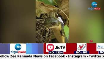 12-foot-long Kalinga snake caught in Hosanagar, Shimoga district