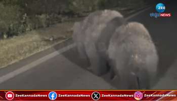 Bears walking romance in the middle of the road Watch viral Video 