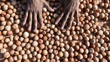 Arecanut Price Today: ರಾಜ್ಯದ ಮಾರುಕಟ್ಟೆಯಲ್ಲಿ ಮತ್ತೆ ಭರ್ಜರಿ ಏರಿಕೆ ಕಂಡ ಅಡಿಕೆ ಬೆಲೆ!!