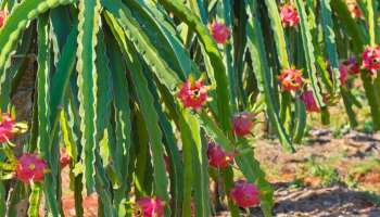 ಹಾರ್ಟ್‌ಅಟ್ಯಾಕ್‌ ತಡೆಯಬಲ್ಲ ಪರಮೋಚ್ಚ ಹಣ್ಣಿದು! ವಾರಕ್ಕೊಮ್ಮೆ ಒಂದು ಪೀಸ್‌ ತಿಂದ್ರೆ ಸಾಕು ಶುಗರ್‌ ಸಂಪೂರ್ಣ ನಾರ್ಮಲ್‌ ಆಗುತ್ತೆ!!