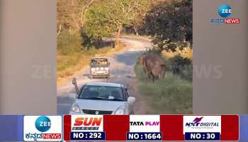 Elephant attack vehicles in Bandipur Madhumalai national highway watch viral video 