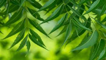 ಹಾರ್ಟ್‌ಅಟ್ಯಾಕ್‌ ಆಗದಂತೆ ತಡೆಯಬಲ್ಲ ಸಂಜೀವಿನಿ ಹಿತ್ತಲಲ್ಲೇ ಸಿಗುವ ಈ ಎಲೆ! ಜಜ್ಜಿ ರಸ ಮಾಡಿ ಕುಡಿದ್ರೆ ಬಿಪಿ-ಶುಗರ್‌ ಬರೋದೇ ಇಲ್ಲ.. 