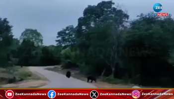 Bear fight video goes viral