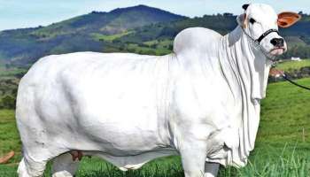 ಇದೇ ನೋಡಿ ಜಗತ್ತಿನ ಅತ್ಯಂತ ದುಬಾರಿ ಹಸು..! 1-2 ಲಕ್ಷ ಅಲ್ಲ ಗುರು.. ಕೋಟಿ.. ಕೋಟಿ ಸುರಿಬೇಕು..