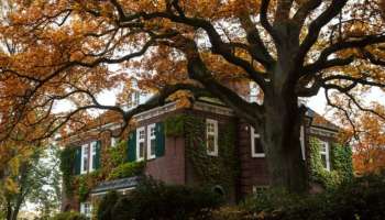 ಮನೆ ಮುಂದೆ ಈ 4 ಪವಿತ್ರ ಸಸ್ಯಗಳಿದ್ದರೆ ವ್ಯಕ್ತಿಯ ಅದೃಷ್ಟವೇ ಬದಲು, ಹಣದ ಸುರಿಮಳೆ, ಸುಖ-ಸಂಪತ್ತಿಗಿಲ್ಲ ಕೊರತೆ..! 