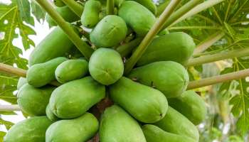ಹಾರ್ಟ್‌ಅಟ್ಯಾಕ್‌ ಆಗದಂತೆ ತಡೆಯುತ್ತೆ ಮನೆಯಂಗಳದಲ್ಲೇ ಸಿಗುವ ಈ ಹಣ್ಣು! ಮಧುಮೇಹ-ತೂಕ ಇಳಿಕೆಗೂ ಇದೇ ಮದ್ದು.. 