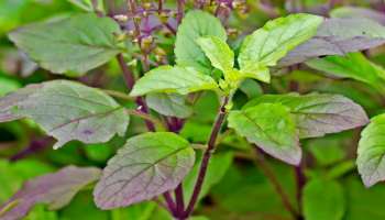 ಈ ಎಲೆಯನ್ನು ಕಿವುಚಿ ಮೂಸಿದರೆ ಸಾಕು.. ಬ್ಲಡ್‌ ಶುಗರ್ ಎಷ್ಟೇ ಹೈ ಇದ್ದರೂ ಕೂಡಲೇ ಕಂಟ್ರೋಲ್‌ ಆಗುತ್ತೆ! 45 ದಿನದ ವರೆಗೆ ಹೆಚ್ಚಾಗೋದೆ ಇಲ್ಲ