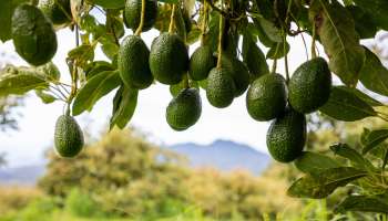 ಮಧುಮೇಹಕ್ಕೆ ಪರಮೌಷಧ ಈ ಹಣ್ಣು! ವಾರಕ್ಕೊಮ್ಮೆ ತಿಂದರೂ ಸಾಕು ಯಾವತ್ತೂ ಹೆಚ್ಚಾಗಲ್ಲ ಬ್ಲಡ್‌ ಶುಗರ್..‌ 