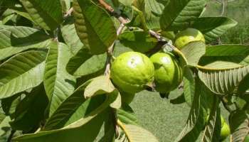 ಹಲ್ಲಿಗೆ ಅಂಟಿದ ಕೊಳಕು ಹಳದಿ ಕಲೆಗೆ ರಾಮಬಾಣ ಈ ಹಣ್ಣಿನ ಗಿಡದ ಎಲೆ.. ಉಪ್ಪಿನೊಂದಿಗೆ ಬೆರೆಸಿ ಉಜ್ಜಿ, ವಯಸ್ಸು 60 ದಾಟಿದ್ರೂ ಹಲ್ಲು ಹುಳುಕಾಗಲ್ಲ!