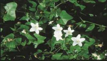 ರಾತ್ರಿ ಊಟಕ್ಕೆ ಇದೊಂದು ತರಕಾರಿ ಸೇವಿಸಿ! ಎಷ್ಟೇ ಹೈ ಇದ್ದರೂ ಬ್ಲಡ್  ಶುಗರ್ ನಾರ್ಮಲ್ ಆಗುವುದು !ವಾರಕ್ಕೊಮ್ಮೆ ತಿಂದರೂ ಸಾಕು 