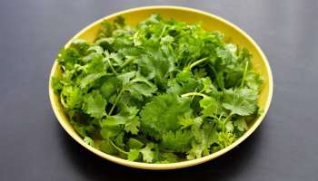 ಕೊತ್ತಂಬರಿ ಸೊಪ್ಪು ಬೇಗ ಕೊಳೆತು ಹೋಗುತ್ತಾ? ಈ ಸುಲಭ ಟಿಪ್ಸ್‌ ಫಾಲೋ ಮಾಡಿದ್ರೆ ಒಂದು ತಿಂಗಳವರೆಗೆ ಫ್ರೆಶ್​ ಆಗಿ ಇಡಬಹುದು... ಫ್ರಿಜ್‌ ಇಲ್ಲದವರಿಗೂ ಇದುವೇ ಬೆಸ್ಟ್‌ ಸಲಹೆ