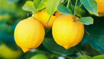 ಈ ಕಾಯಿಲೆ ಇದ್ದವರು ನಿಂಬೆಹಣ್ಣಿನ ವಾಸನೆಯನ್ನೂ ನೋಡಬಾರದು.. ಅಪ್ಪತಪ್ಪಿ ತಿಂದರಂತೂ ತಪ್ಪಿದ್ದಲ್ಲ ಅನಾರೋಗ್ಯ!