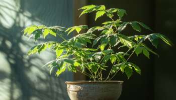 ಮನೆಯ ಮುಖ್ಯದ್ವಾರದ ಬಲಭಾಗದಲ್ಲಿ ಈ ಹೂವಿನ ಗಿಡ ನೆಟ್ಟರೆ ಶುಕ್ರದೆಸೆಯೇ ಒಲಿಯುವುದು: ಆ ಕ್ಷಣದಿಂದಲೇ ಅದೃಷ್ಟದ ಜೊತೆ ಸಂಪತ್ತಿನ ನಂದಗೋಕುಲವಾಗುತ್ತೆ ಆ ಮನೆ