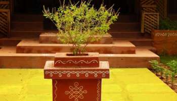 ಮನೆಯಂಗಳದಲ್ಲಿ ತುಳಸಿ ಗಿಡ ನೆಟ್ಟಿದ್ದರೇ ಈ ತಪ್ಪು ಮಾಡಲೇಬೇಡಿ! ಸಿರಿವಂತನಿಗೂ ಕಡುಬಡತನ ವಕ್ಕರಿಸುತ್ತೆ.. 