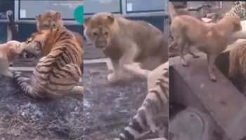 Viral video: ಕಾಡಿನ ವ್ಯಾಘ್ರ ಪ್ರಾಣಿಗಳು ಉಗ್ರ ಹೋರಾಟ! ಸಿಂಹ- ಹುಲಿ ಕಾಳಗ ಬಿಡಿಸಲು ಮಧ್ಯೆ ಎಂಟ್ರಿ ಕೊಟ್ಟ ಪುಟ್ಟ ನಾಯಿ
