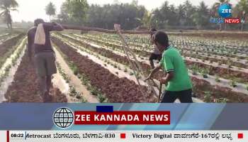 Farmers in distress due to lack of oxen and labourers for farming