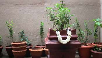 Tulsi Vastu: ತುಳಸಿ ಗಿಡದ ಬುಡದಲ್ಲಿ ಲಕ್ಷ್ಮಿ ದೇವಿಗೆ ಅತ್ಯಂತ ಪ್ರಿಯವಾದ ಈ ವಸ್ತುವನ್ನು ಇಟ್ಟರೆ ಸದಾ ಕಾಲ ಆಕೆಯ ಆಶಿರ್ವಾದ ನಿಮ್ಮ ಮೇಲಿರುತ್ತದೆ!