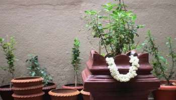 ಬೆಳಗ್ಗೆ ಸ್ನಾನದ ಬಳಿಕ ತುಳಸಿ ಮುಂದೆ ಈ ಒಂದು ಕೆಲಸ ಮಾಡಿ.. ಸಾಲವಿಲ್ಲದೇ ಬಡತನ ತೊಲಗಿ ಕೋಟ್ಯಾಧಿಪತಿಯಾಗುತ್ತೀರಿ, ಹಣದ ಕೊರತೆ ಎಂದಿಗೂ ಬಾರದು!