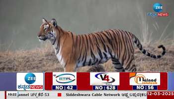  tiger cub playing video 