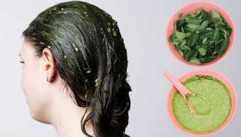 White Hair: ನಿಮ್ಮ ಹಿತ್ತಲಲ್ಲಿ ಬೆಳೆಯುವ ʻಈʼ ಎಲೆಯನ್ನು ರುಬ್ಬಿ ತಲೆಗೆ ಹಚ್ಚಿ.. 5 ದಿನಗಳಲ್ಲಿ ಬಿಳಿ ಕೂದಲನ್ನು ಶಾಶ್ವತವಾಗಿ ಕಪ್ಪಾಗಿಸಿ