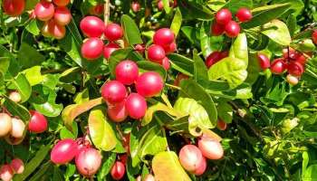 ಮಧುಮೇಹವನ್ನು ಸಂಪೂರ್ಣ ನಿಯಂತ್ರಿಸುತ್ತೆ ವರ್ಷಕ್ಕೊಮ್ಮೆ ಸಿಗುವ ಈ ಹಣ್ಣು! ಒಂದು ಬಾರಿ ತಿಂದ್ರೆ ಜೀವನವಿಡೀ ಶುಗರ್‌ ಹೆಚ್ಚಾಗಲ್ಲ.. 