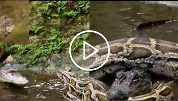Viral Video: ಹೆಬ್ಬಾವಿನ ಜೊತೆ ಕುಸ್ತಿಗೆ ಇಳಿದ ಮೊಸಳೆ! ಕೊನೆಗೆ ಯಾರು ಗೆದ್ದಿರಬಹುದು? ವಿಡಿಯೋ ನೋಡಿ