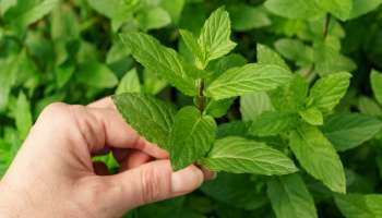 ನಿತ್ಯ ಖಾಲಿ ಹೊಟ್ಟೆಯಲ್ಲಿ ಈ ಗಿಡದ 2 ಎಲೆ ತಿಂದರೆ... ಬಿಪಿ, ಶುಗರ್‌ ಭಯವಿಲ್ಲದೇ ಬದುಕಬಹುದು!