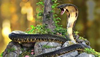 ನಿಮ್ಗೆ ಗೊತ್ತೆ.. ಈ ಸಸ್ಯಗಳು ನಿಮ್ಮ ಮನೆಯ ಹತ್ತಿರ ಇದ್ದರೆ ಅಲ್ಲಿ ವಿಷಕಾರಿ ಹಾವುಗಳು ವಾಸಿಸುತ್ತವೆ..! ಹುಷಾರಾಗಿರಿ..