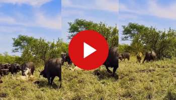 Viral Video: ಕಾಡಿನ ರಾಜನಾಗಿದ್ದರೇನು ಕೊನೆಗೆ ಸತ್ತಿದ್ದು ಎಮ್ಮೆ ಕೈಯಲ್ಲಿ! ಸುಮ್ಮನ್ನಿದಿದ್ದರೆ ಸರಿ ಹೋಗ್ತಿತ್ತು, ಇವೆಲ್ಲಾ ಬೇಕಿತ್ತಾ