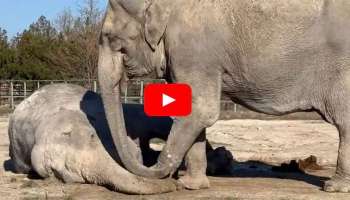 Viral Video: ಇದು ಗುರು ಟ್ರು ಲವ್‌ ಅಂದ್ರೆ.. ಗೆಳತಿಯ ಮೃತ ದೇಹದ ಮುಂದೆ ಮಲಗಿ ಅಳುತ್ತಿರುವ ಗಜರಾಜ! ವಿಡಿಯೋ ವೈರಲ್..‌ 