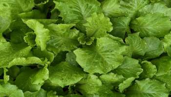 ಈ ಸೊಪ್ಪು ಎಲ್ಲಿ ಸಿಕ್ಕರೂ ಬಿಡಬೇಡಿ... ಪಲ್ಯದಂತೆ ಬೇಯಿಸಿ ತಿಂದರೆ ಕೇವಲ 5 ದಿನದಲ್ಲಿ ದೇಹದ ಹೆಚ್ಚುವರಿ ಬೊಜ್ಜನ್ನು ಬೆಣ್ಣೆಯಂತೆ ಕರಗಿಸುತ್ತೆ! 