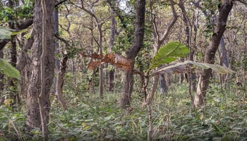 ನಿಮ್ಮ ಕಣ್ಣು ಶಾರ್ಪ್‌ ಇದೆಯೇ? ಹಾಗಾದ್ರೆ 10 ಸೆಕೆಂಡ್‌ನಲ್ಲಿ ಈ ಚಿತ್ರದಲ್ಲಿ ಹುಲಿ ಎಲ್ಲಿದೆ ಕಂಡುಹಿಡಿಯಿರಿ!!