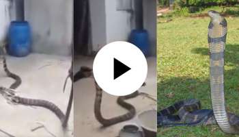 King Cobra Viral Video: 12 ಅಡಿ ಎತ್ತರದ ಕಾಳಿಂಗ ಸರ್ಪದ ಜೊತೆ ಭೀಕರ ಹೋರಾಟ.. ಹಾವು ಹಿಡಿಯಲು ಬಂದವನಿಗೆ ಜೀವ ಬಾಯಿಗೆ ಬಂದಿರುತ್ತೆ