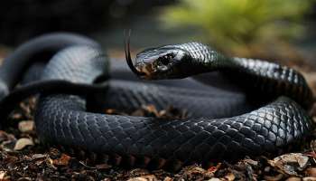 Snake Bite: ಹಾವುಗಳು ಹೆಚ್ಚಾಗಿ ದೇಹದ ಯಾವ ಭಾಗಕ್ಕೆ ಕಚ್ಚುತ್ತವೆ ಗೊತ್ತಾ? ಮೊದಲು ಟಾರ್ಗೆಟ್‌ ಮಾಡುವುದು ಇದೇ ಭಾಗವನ್ನು