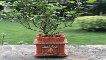 ತುಳಸಿಯ ಬಳಿ ಈ 4 ವಸ್ತುಗಳನ್ನು ಇಡಲೇಬಾರದು? ಮನೆ ಹೊಕ್ಕುವುದು ದಟ್ಟ ದರಿದ್ರ !ಮನೆ ಯಜಮಾನನ  ಆಯಸ್ಸಿಗೆ ಬರುವುದು ಕುತ್ತು !ಕುಬೇರನಂತಿದ್ದವರೂ ಕುಚೇಲರಾಗುವರು !