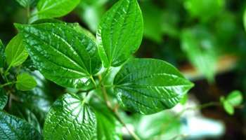 ಮಾರಕ ಕ್ಯಾನ್ಸರ್‌ ಕಾಯಿಲೆಯನ್ನೇ ಗುಣಪಡಿಸಲು ಈ ಎಲೆ ಸಾಕು... ನೀರಲ್ಲಿ ನೆನೆಸಿಟ್ಟು ತಿಂದರೆ ಬ್ಲಡ್‌ ಶುಗರ್‌ ಜನ್ಮದಲ್ಲಿ ಹೆಚ್ಚಾಗಲ್ಲ! 