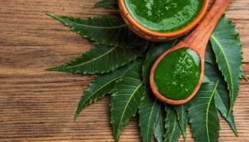 White Hair: ಬಿಳಿ ಕೂದಲಿಗೆ ತಕ್ಷಣ ಪರಿಹಾರ.. ಈ ಎಲೆಯ ರಸವನ್ನು ರುಬ್ಬಿ ತಲೆಗೆ ಹಚ್ಚಿದರೆ ಸೆಕೆಂಡುಗಳಲ್ಲಿ ಕಪ್ಪಾಗುತ್ತೆ ಬೂದು ಕೂದಲು