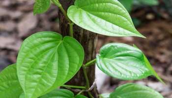 ಈ  ಎಲೆಯನ್ನು ನೀರಿನಲ್ಲಿ ನೆನೆಸಿ ತಿಂದರೆ ಸಾಕು ಬಿಳಿ ಕೂದಲು ಬೇರು ಸಹಿತ ಕಪ್ಪಾಗಿ.. ಒಂದೇ ತಿಂಗಳಲ್ಲಿ ಸೊಂಟ ದಾಟಿ ಬೆಳೆಯುತ್ತೆ!