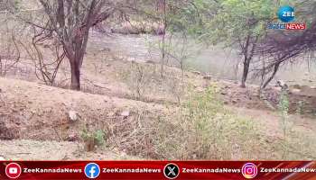 Elephants playing in water: Video goes viral