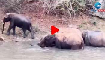 ಬಿಸಿಲಿನ ಬೇಗೆ ತಾಳಲಾರದೆ ಹಳ್ಳದಲ್ಲೇ ಮಿಂದೆದ್ದ 'ಗಜಪಡೆ': ವಿಡಿಯೋ ವೈರಲ್ 