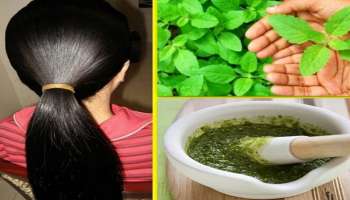 ಯಾವುದೇ ಖರ್ಚಿಲ್ಲದೇ ಬಿಳಿಕೂದಲನ್ನು ಶಾಶ್ವತವಾಗಿ ಕಪ್ಪಾಗಿಸುತ್ತೆ ಹಿತ್ತಲಲ್ಲೇ ಸಿಗುವ ಈ ಎಲೆ! ಒಮ್ಮೆ ಟ್ರೈ ಮಾಡಿ.. 