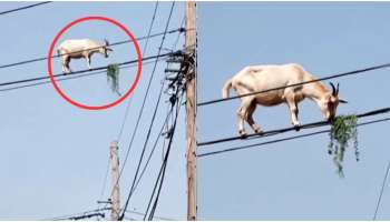  ಬಳ್ಳಿ ತಿನ್ನಲು ವಿದ್ಯುತ್ ಕಂಬ ಏರಿದ ಮೇಕೆ..! ಶಾಕ್‌ ಹೊಡಿಲಿಲ್ವಾ.. ವಿಜ್ಞಾನಕ್ಕೂ ಸವಾಲ್‌ ಹಾಕಿದ ಆಡು.. ವಿಡಿಯೋ ವೈರಲ್‌