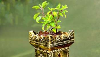 ತುಳಸಿಯನ್ನು ಮನೆಯ ಈ ದಿಕ್ಕಿನಲ್ಲಿ ಬೆಳೆಸಿದರೆ... ಹಣಕ್ಕೆ ಎಂದಿಗೂ ಕೊರತೆ ಬಾರದು, ಸಾಲಗಳೆಲ್ಲ ತೀರಿ, ಮನೆಯಲ್ಲಿ ಸಿರಿ ಸಂಪತ್ತು ಉಕ್ಕಿ ಹರಿಯುವುದು!