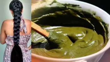 ತುಳಸಿ ಎಲೆ ಕಿವುಚಿ ಈ ಪುಡಿ ಬೆರೆಸಿ ತಲೆಗೆ ಹಚ್ಚಿ... 5 ನಿಮಿಷದಲ್ಲೇ ಬಿಳಿ ಕೂದಲು ಗಾಢ ಕಪ್ಪಾಗುವುದು!