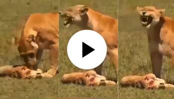 Lioness Viral video: ತಾಯಿ ಹೃದಯ ಯಾರಿಗಾದರೂ ಒಂದೆ ಅಲ್ವಾ? ಮರಿಯ ಪ್ರಾಣ ಹೋದ ನೋವು ತಾಳಲಾರದೆ ಗೊಳೋ ಅಂತ ಕಣ್ಣೀರಿಟ್ಟ ಸಿಂಹಿಣಿ! ವಿಡಿಯೋ ನೋಡಿದರೆ ಕರುಳು ಕಿತ್ತು ಬರುತ್ತೆ 