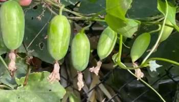 ರಾತ್ರಿ ಹೊತ್ತು ಊಟದಲ್ಲಿ ಈ ತರಕಾರಿ ತಿಂದರೆ ಸಾಕು.. ಬೆಳಗಾಗುವಷ್ಟರಲ್ಲೇ ಸಂಪೂರ್ಣ ನಿಯಂತ್ರಣಕ್ಕೆ ಬರುತ್ತೆ ಬ್ಲಡ್‌ ಶುಗರ್‌ !