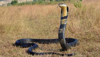 Snake bite rituals: ಹಾವು ಕಚ್ಚಿ ಸತ್ತ ವ್ಯಕ್ತಿಯನ್ನು ಯಾಕೆ ಅಂತಿಮ ಸಂಸ್ಕಾರ ಮಾಡಲ್ಲ ಗೊತ್ತಾ..? ಮಣ್ಣು ಮಾಡದೆ ಬಿಟ್ಟರೆ ಮರಳಿ ಬದಕುತ್ತಾನಂತೆ ಪ್ರಾಣ ಕಳೆದುಕೊಂಡ ವ್ಯಕ್ತಿ..!