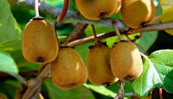 ಈ ಹಣ್ಣು ‌ಕಣ್ಣುಗಳ ಆರೋಗ್ಯಕ್ಕೆ ಸಂಜೀವಿನಿ.. ದಿನಕ್ಕೊಮ್ಮೆ ತಿಂದರೆ ಕನ್ನಡಕವೇ ಬೇಕಿಲ್ಲ.. 60 ವರ್ಷ ಕಳೆದರೂ ಬರೋದಿಲ್ಲ ಪೊರೆ ಸಮಸ್ಯೆ!